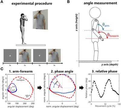 Frontiers | Upper Limb Joint Coordination Preserves Hand Kinematics ...